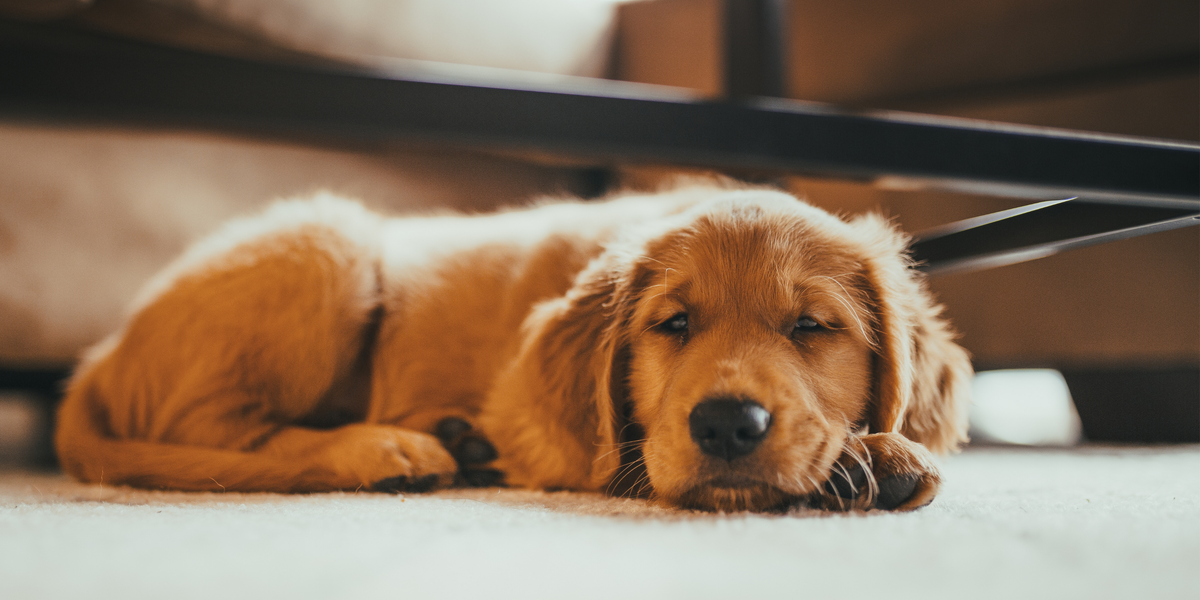 Chien qui reste seul sereinement à la maison