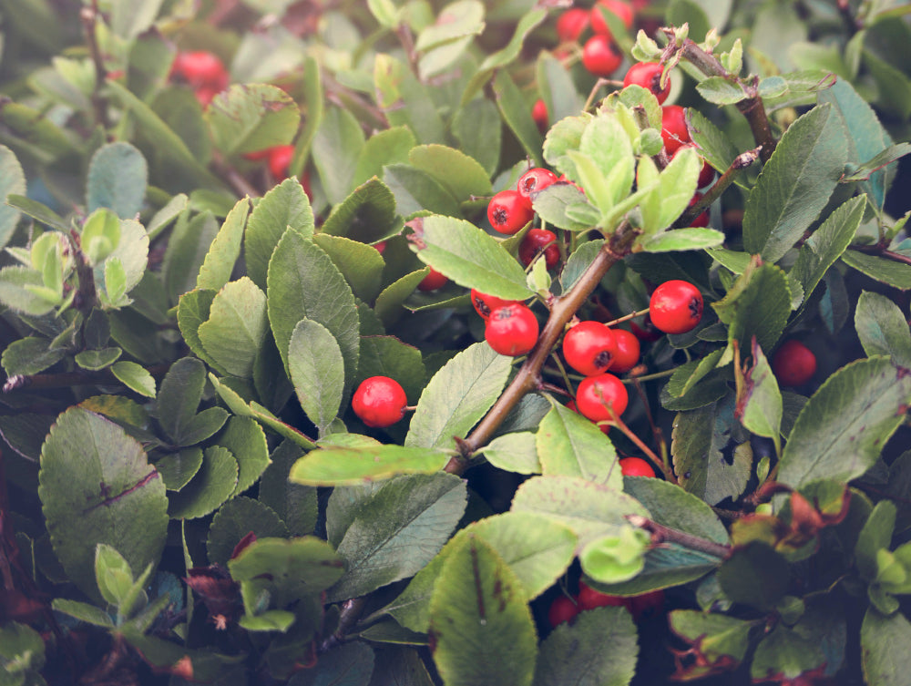 Intoxication : celui qui évitait les baies sauvages