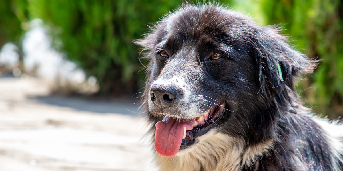 Chien haletant par forte chaleur, signe de coup de chaleur