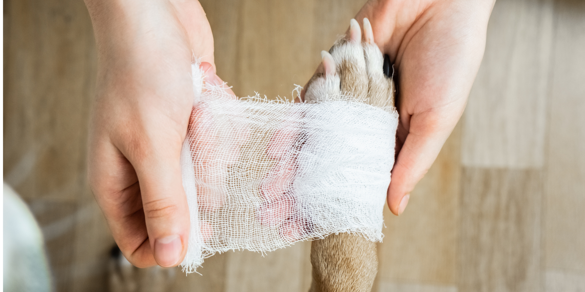 Soigner une plaie sur la patte d'un chien 
