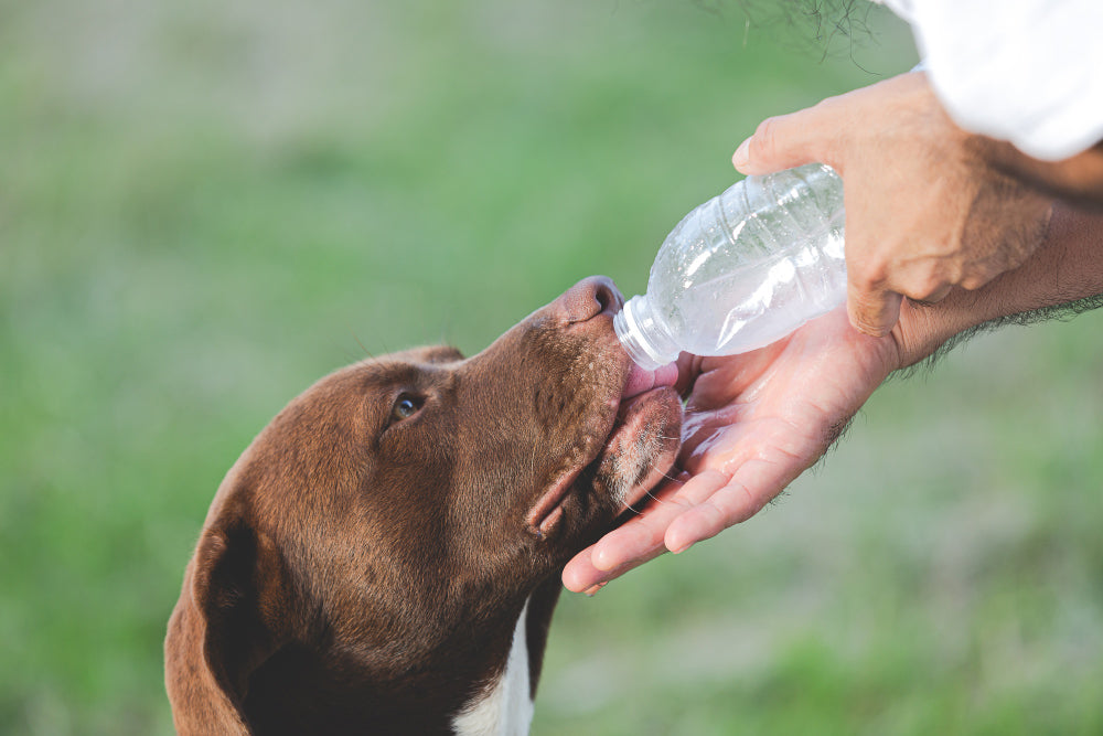 Coup de chaleur chez le chien : comprendre, agir et prévenir