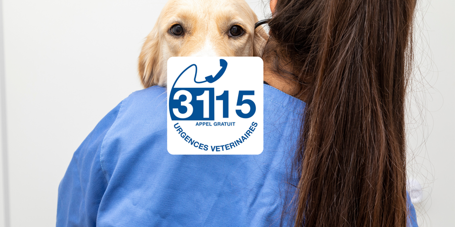 Appeler une urgence vétérinaire pour son chien- 3115