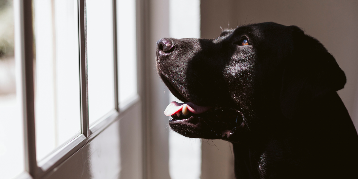 Un chien seul à la maison, regardant par la fenêtre en lumière naturelle (l'attente)