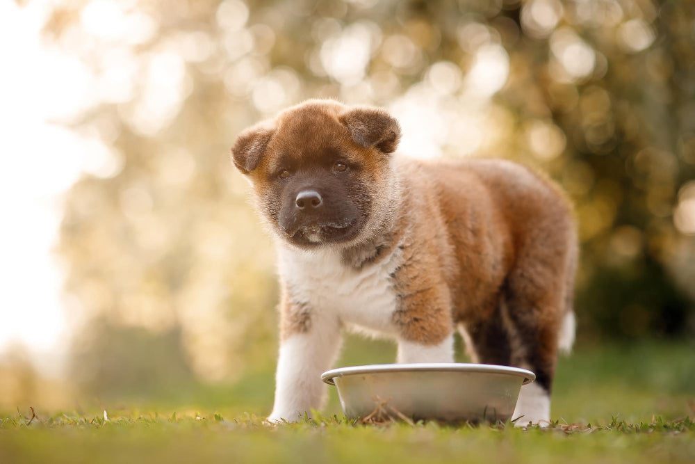 Alimentation du chiot : besoins nutritionnels, croissance et conseils