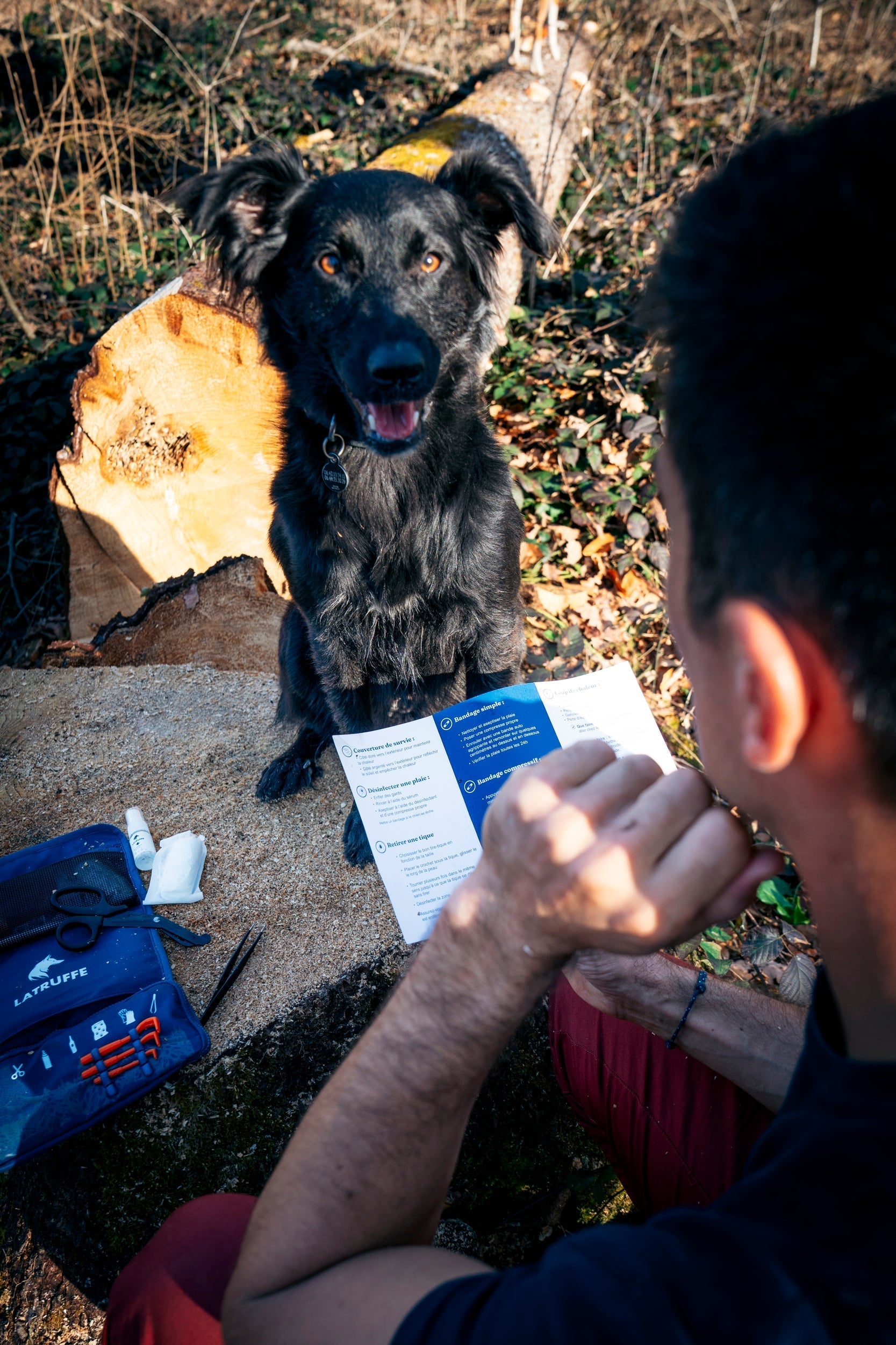 Plaies et blessures du chien : Comment soigner et réagir ?