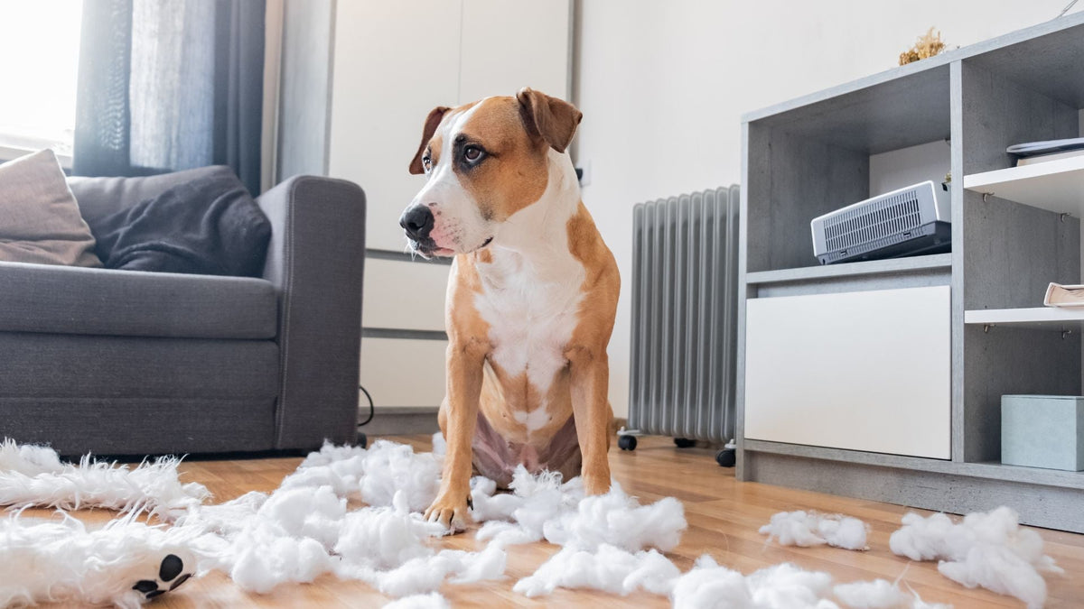 Chien dans un salon qui a détruit un coussin