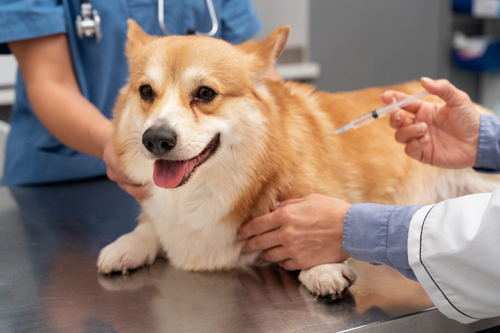 Vaccination du chien : Guide complet des maladies et calendrier vaccinal
