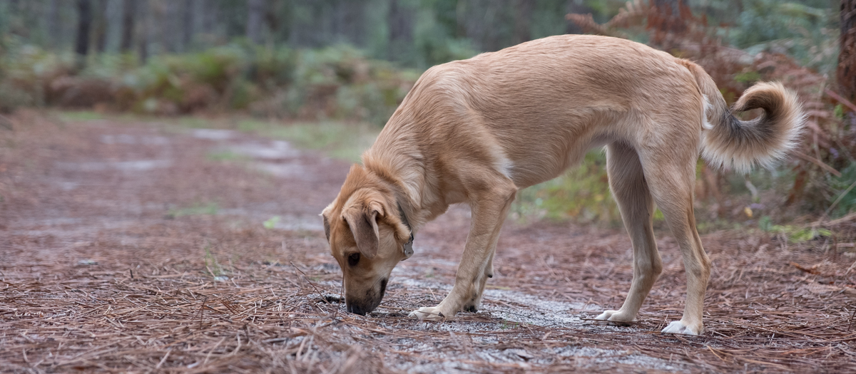 <p>CANINES</p>