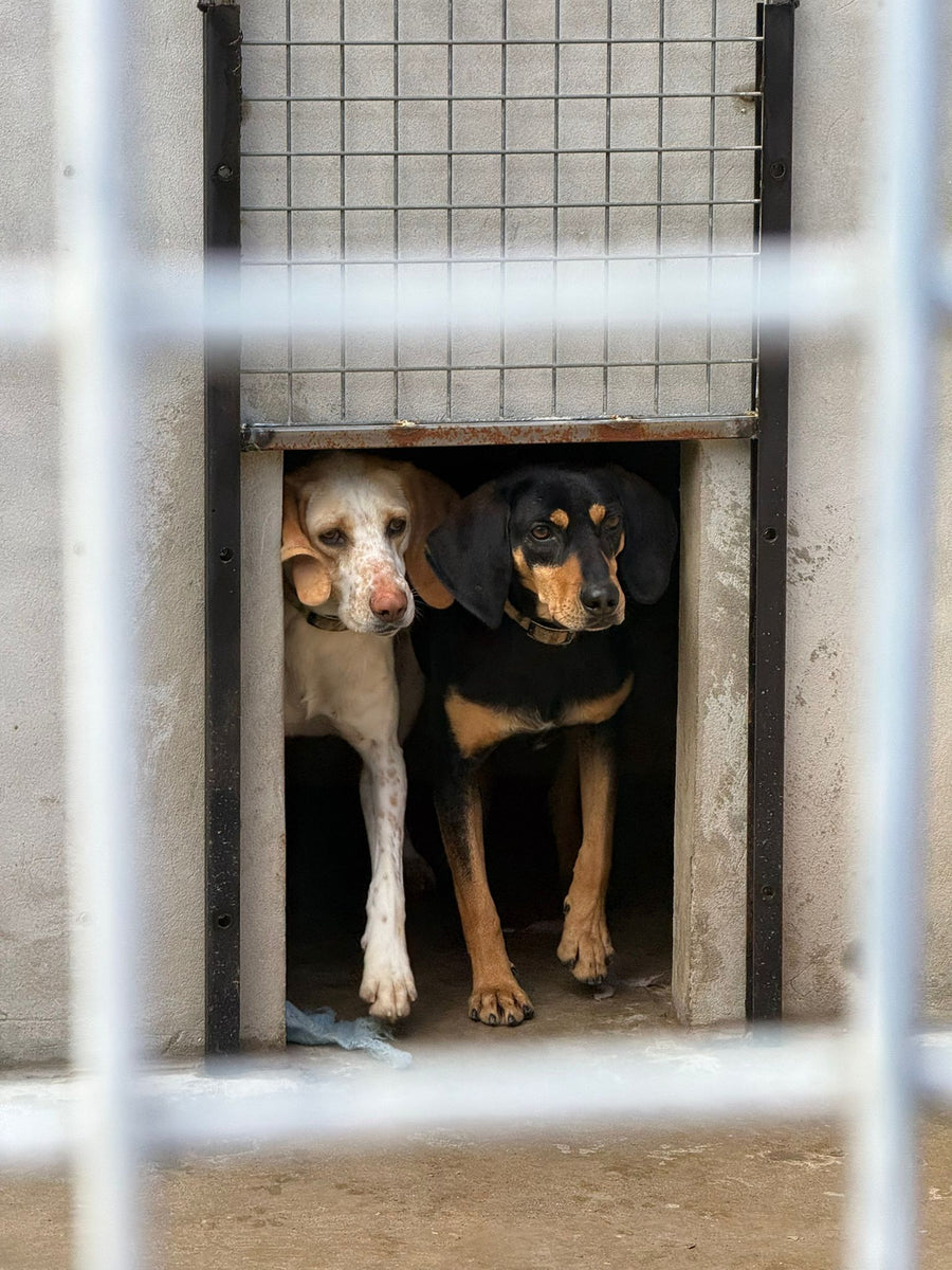Deux chiens en refuge ASA06 Grasse Mougins soutenus par LaTruffe

