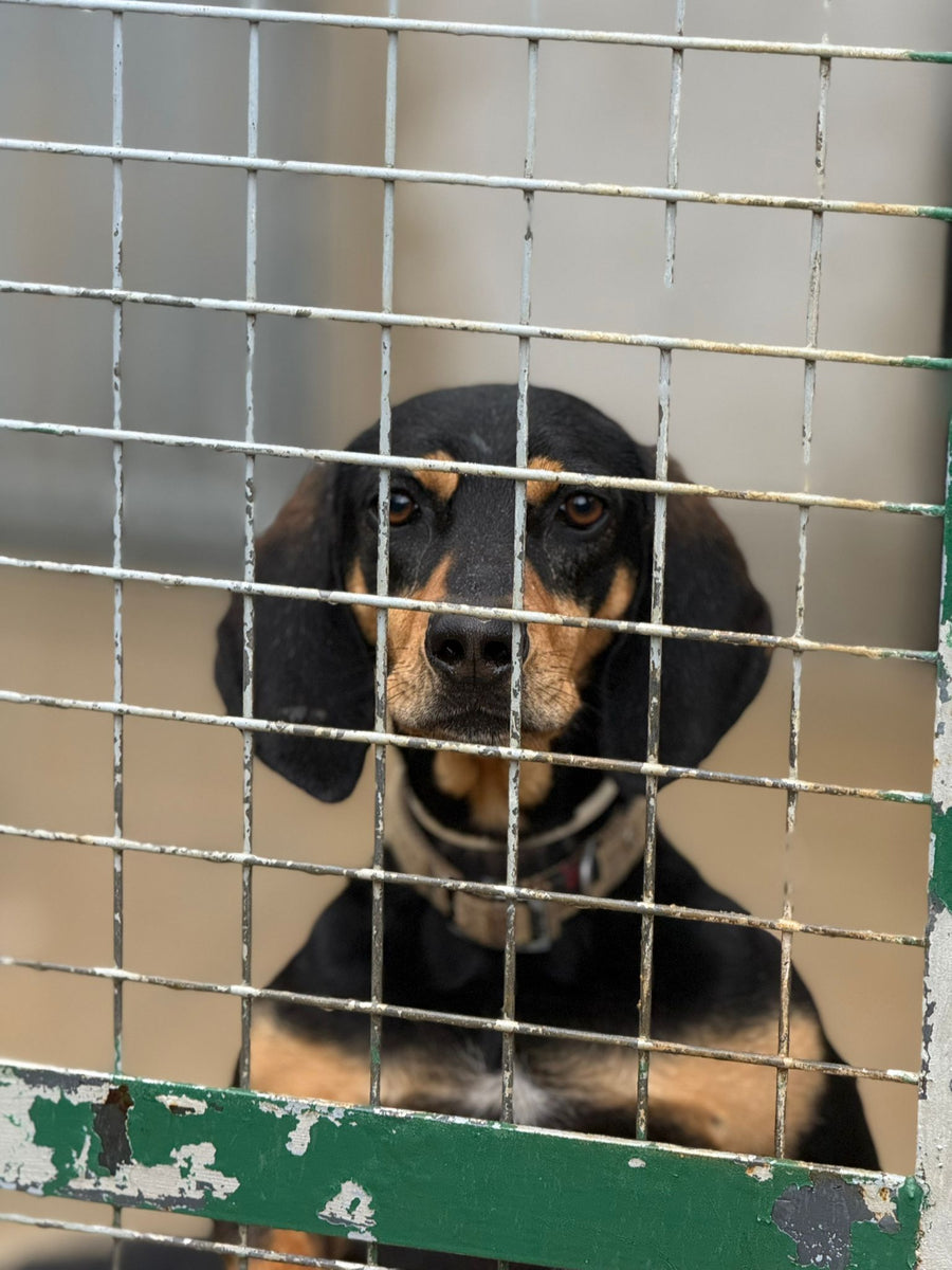 Chien en attente d'adoption responsable refuge ASA06 partenaire LaTruffe

