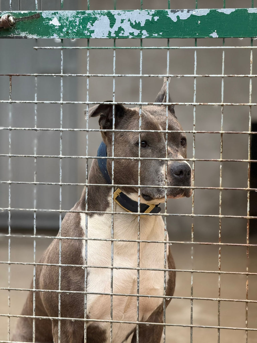Chien en fourrière soutenu par ASA06 partenaire LaTruffe sauver soigner protéger

